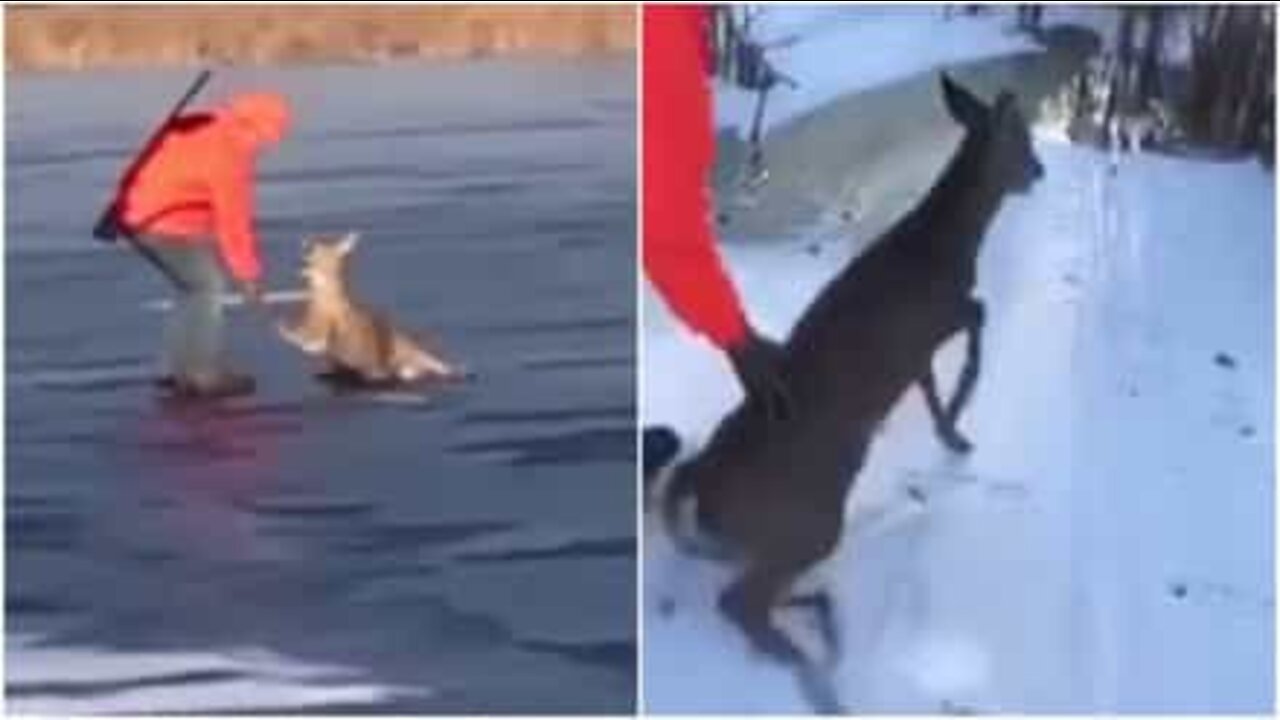 Un chasseur sauve un daim pris dans la glace