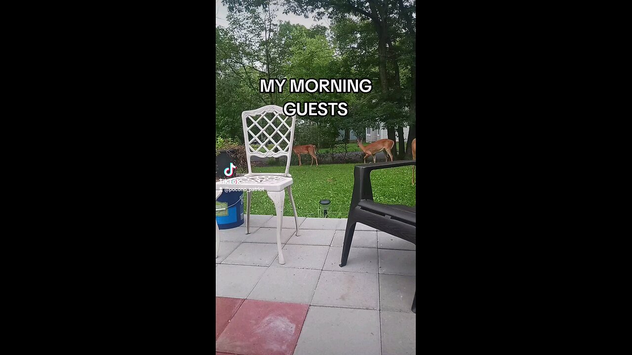 MY MORNING GUESTS