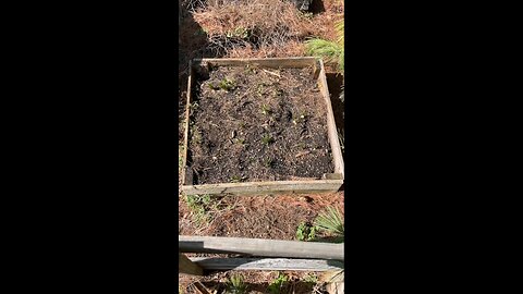 Horseradish garden bed