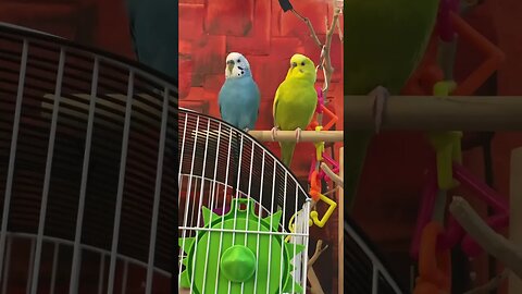 Harlo told Twinkie to knock it off. #budgie #parakeet #parakeets #cutepets #buddies