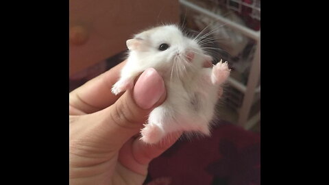 Funny hamster cleaning itself