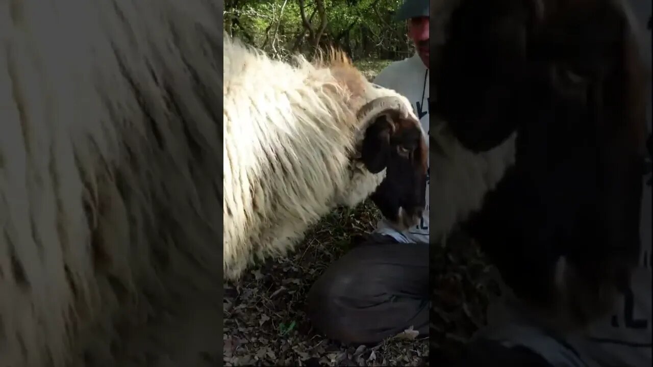 Домашняя овца-Катька