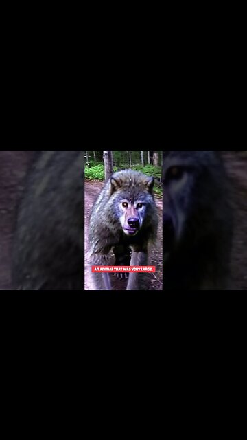 Werewolf Caught on Trail Cam? #shorts
