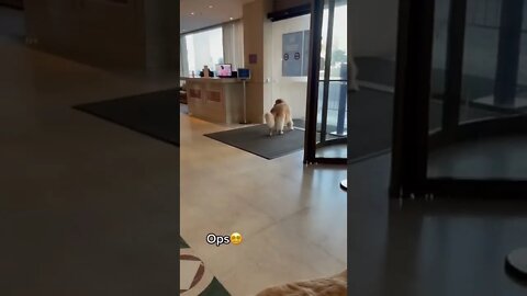 That dumb friend in every group 🐶😂😂 #shorts #shortsvideo #dog #golden #retriever #funny
