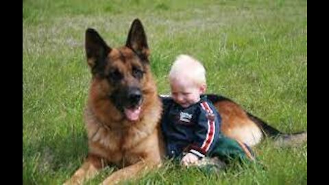 German Shepherd Protects Baby