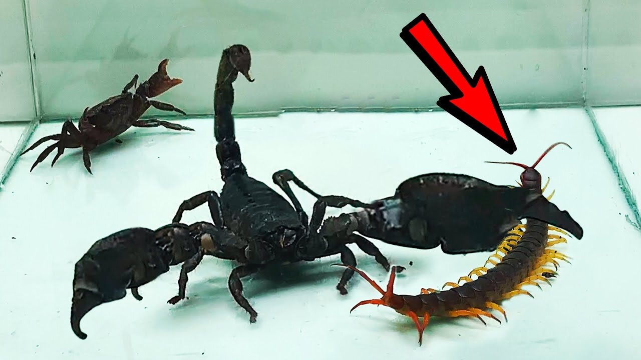 Scorpion vs Crab vs Centipede