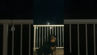 Rottweiler Bark At The Moon #rottweiler #shorts