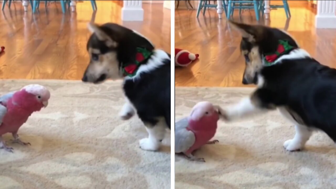 Hey dog don't touch me