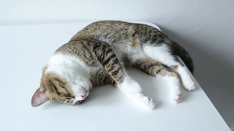 Sly Cat Likes Sleeping on the Table, not on the Floor
