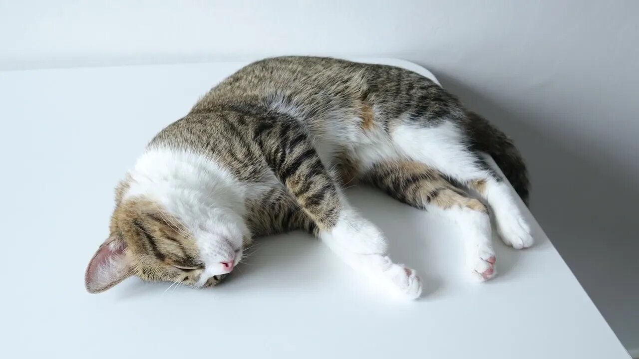 Sly Cat Likes Sleeping on the Table, not on the Floor