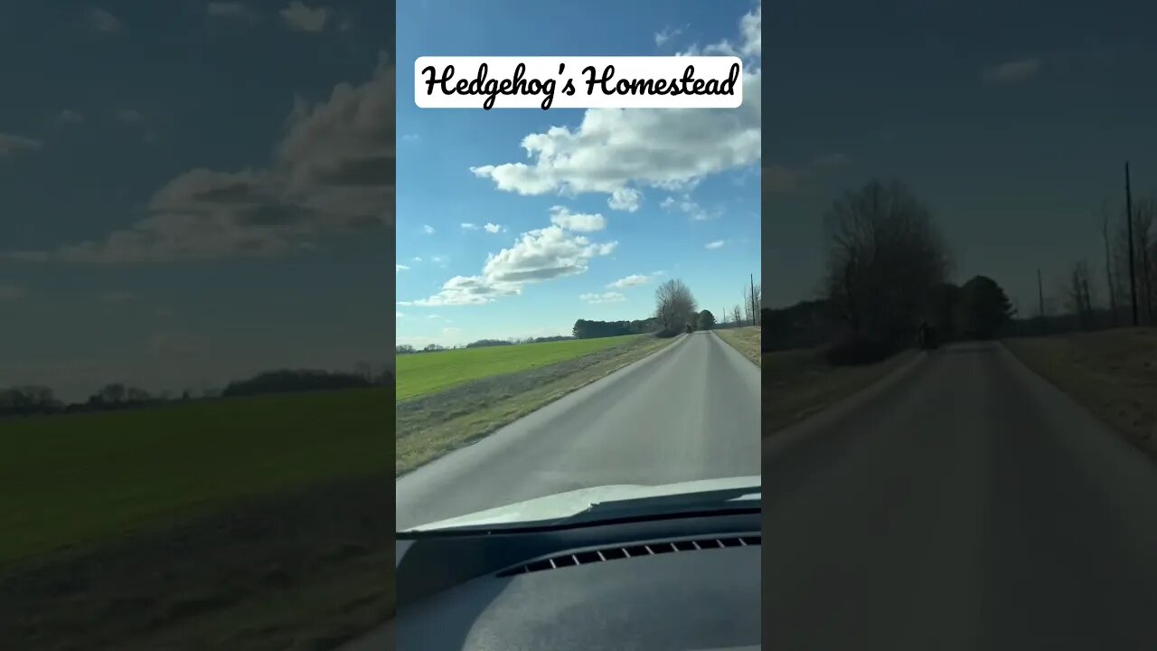 Where are some buggies in Amish country?