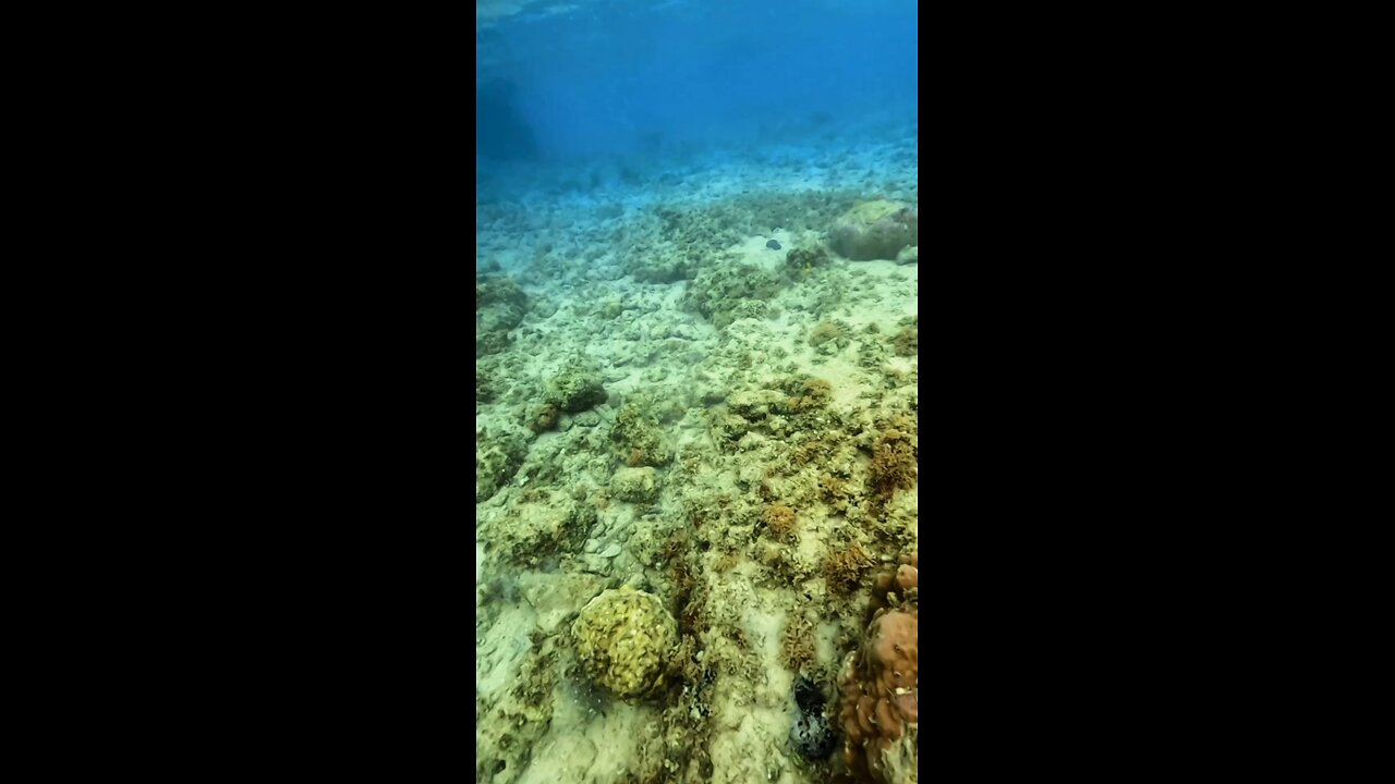 6 legged blue starfish