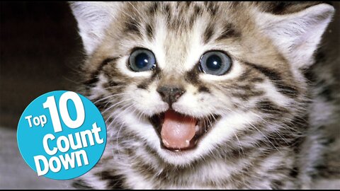 Top 10 Domesticated Cat Breeds