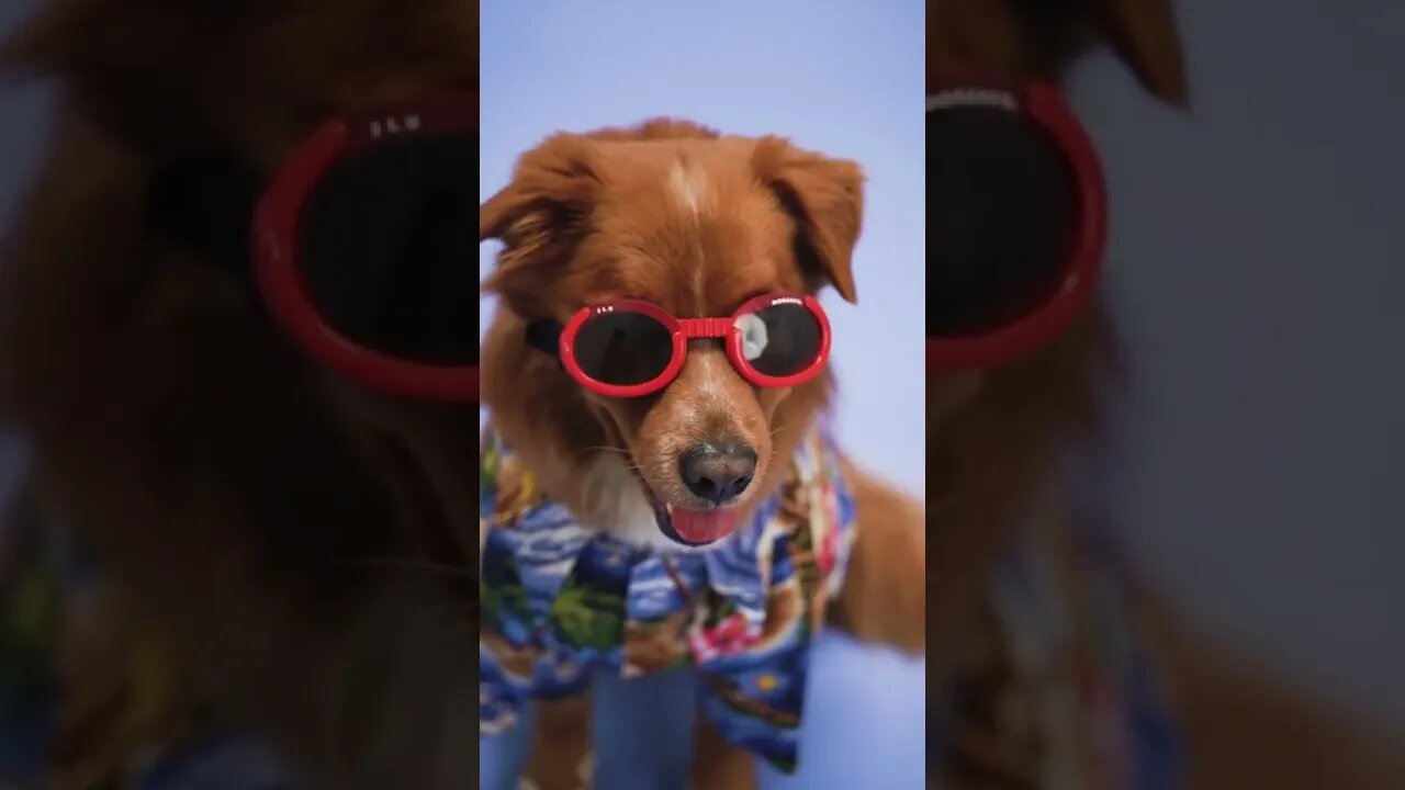 What a Fashion Puppy #shorts