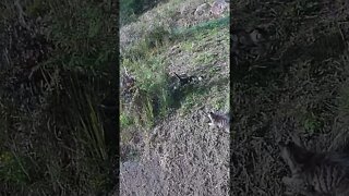 Cat investigates moving bush