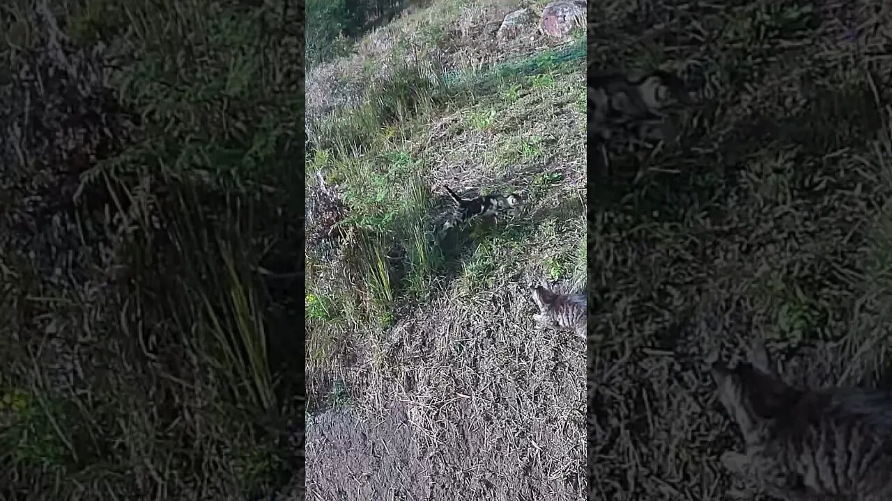 Cat investigates moving bush