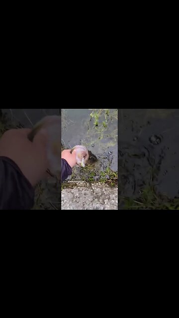 catching pond monsters #largemouthbassfishing #largemouth #shortsvideo #shorts