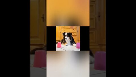 Funny Moments with Funny Animals