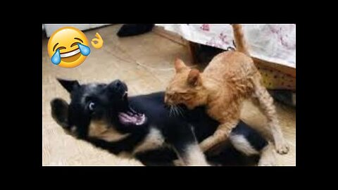 Funny Animal Videos 2023 🤣 - Funny Cats And Dogs Videos 😺🐶😍