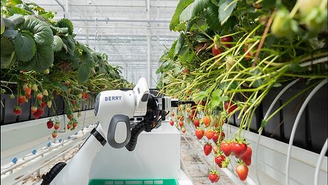 Robot Fruit Pickers OR Are they Injecting the Food before You Eat It