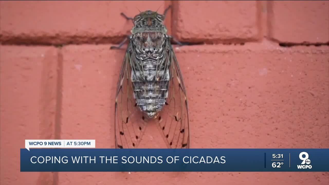 Loud sounds from cicadas could have impact on people with autism, sensory issues