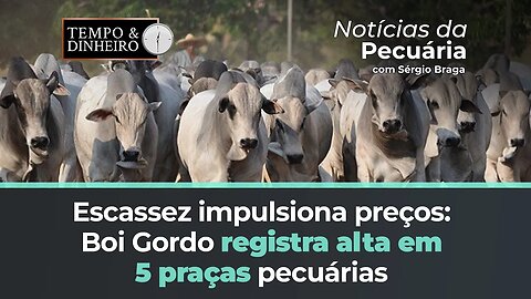 Boi gordo tem alta em 5 praças pecuárias com oferta enxuta