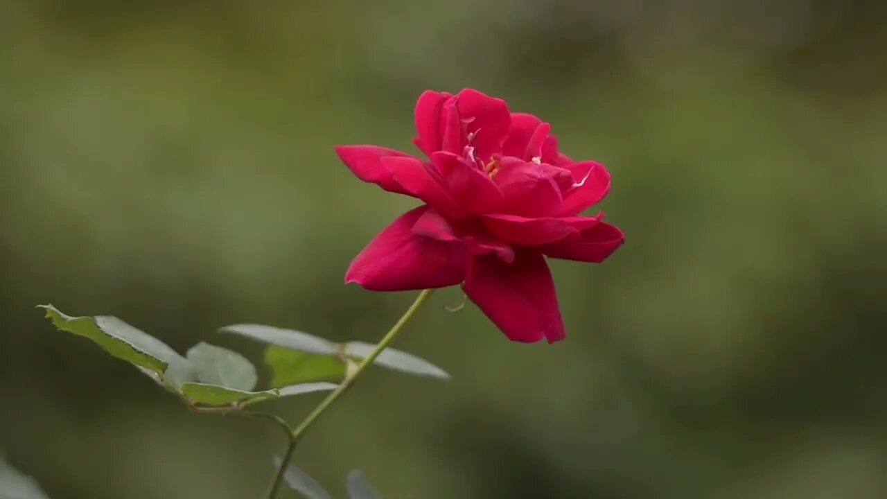 7-day (5/7) to stress free-beautiful roses & relaxing music to open your heart & love yourself 放松音乐