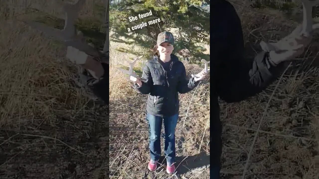 She found a couple more! #shedhunting #outdoors #deer #deerhunting #antlers #shortsvideo #shortsfeed