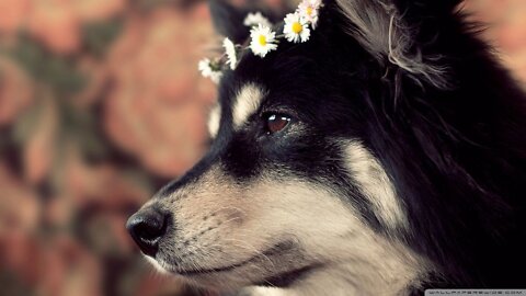 Beautiful dogs are very lovable