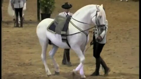 Show "How Andalusian Horses Dance" 💓💓