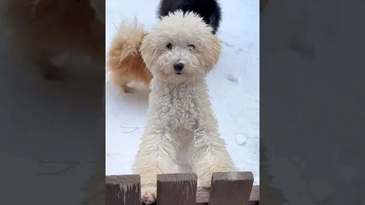 winter musti cute puppys(1)