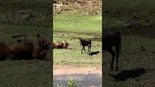 Brumbies Bathing in a waterhole Then hop out to dry off