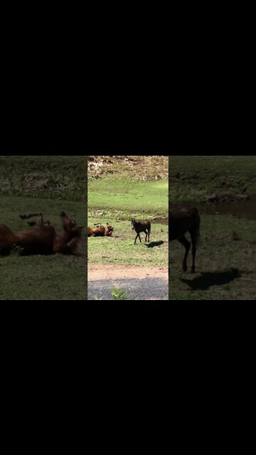 Brumbies Bathing in a waterhole Then hop out to dry off