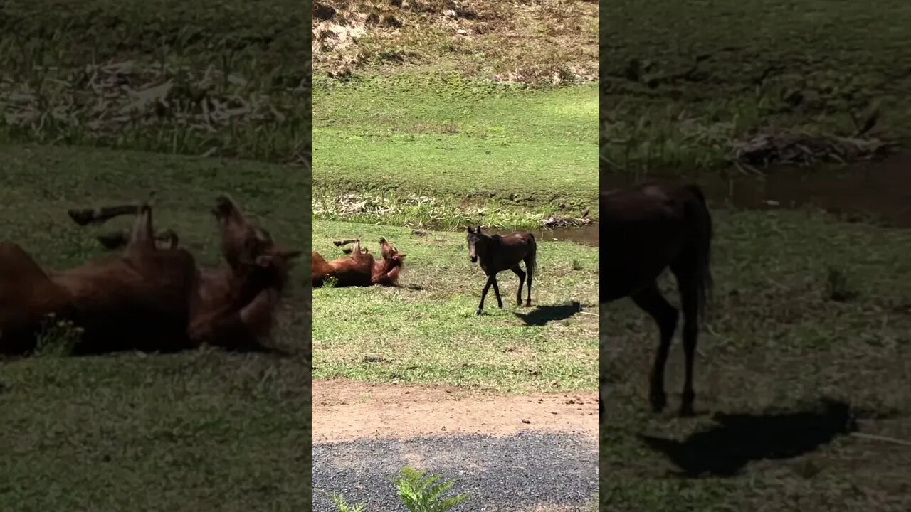 Brumbies Bathing in a waterhole Then hop out to dry off