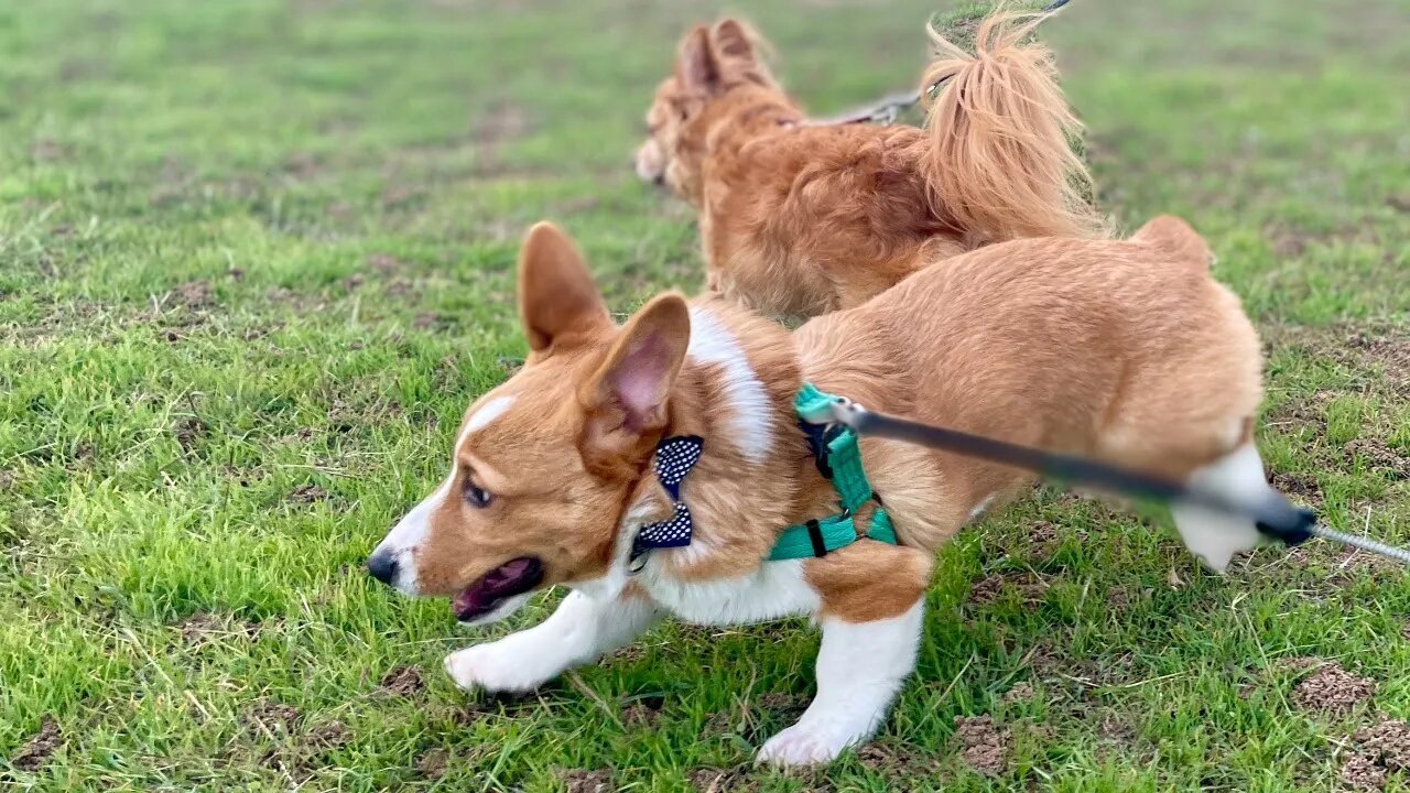 LexTalk: ... DOGS! Why I chose a Corgi puppy 🐾 | heytherespookyface