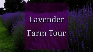 Lavender Farm: Behind the Scenes Tour