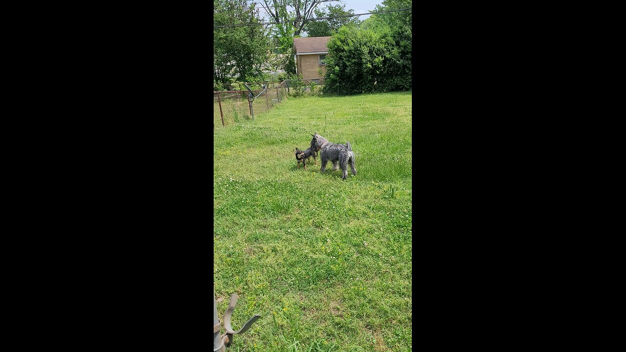 Dagr The Schnauzer - Alabama visit puppy play date