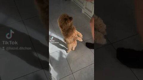 dog dancing