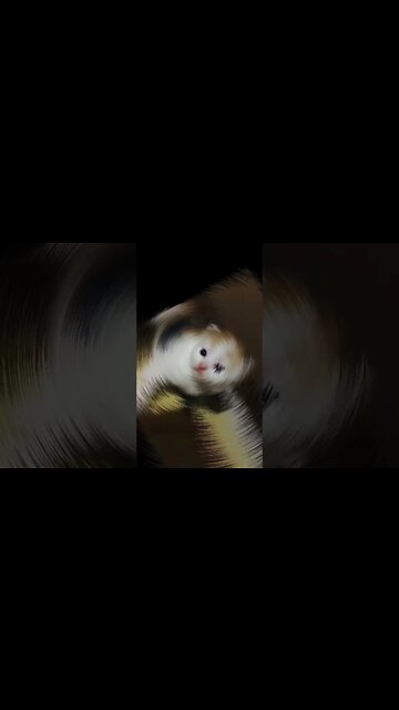 Kittens For Sale Persian Kittens For SAle in Multan #kittens #forsale #catlover