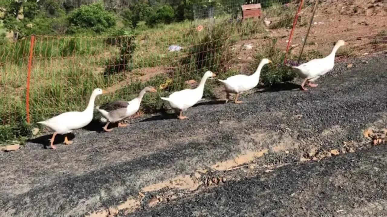 Goslings follow dad up a hill