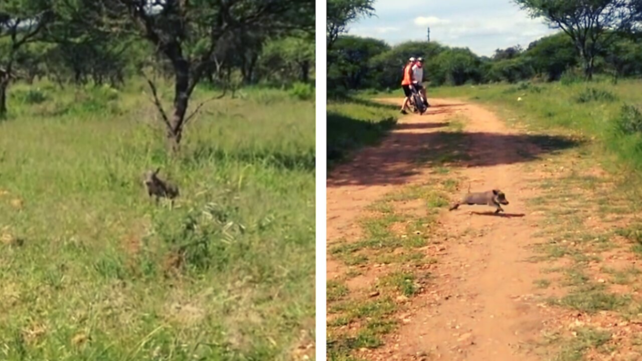 The Baby Warthog Did That Thing