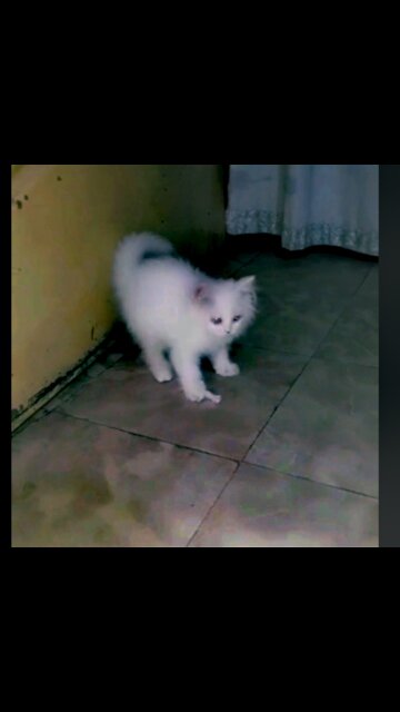 Persian Cat Kid Destroying The Punishment Stick