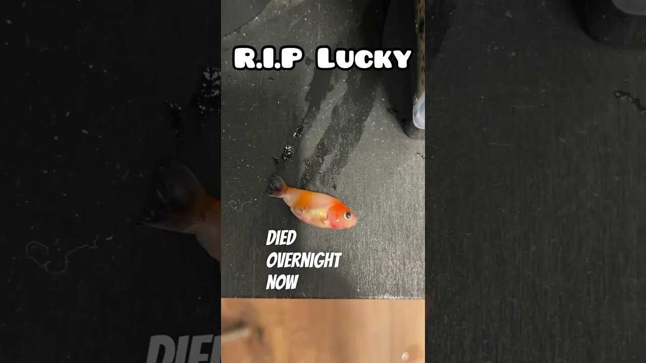 FISH FATALITY R.I.P LUCKY I WILL MISS YOU #fancygoldfish #fishtank #ranchugoldfish #aquarium