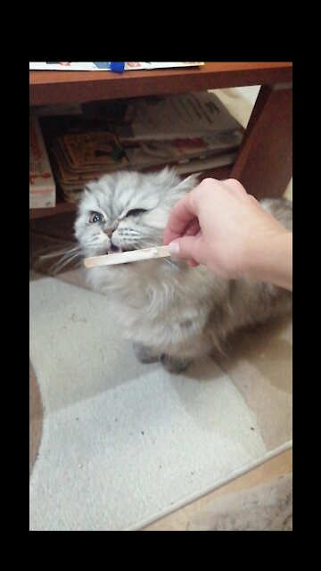 Sharing ice cream with your cat is caring, correct?