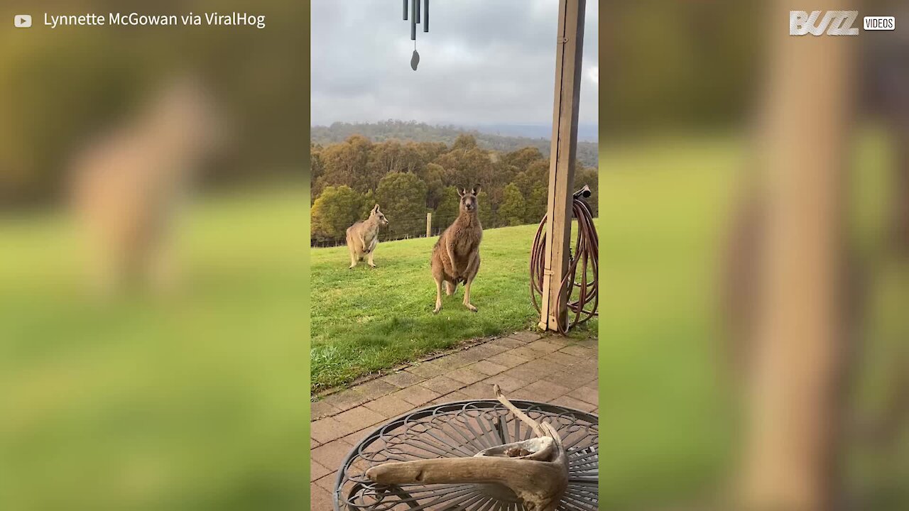 Kangaroos help mow the lawn