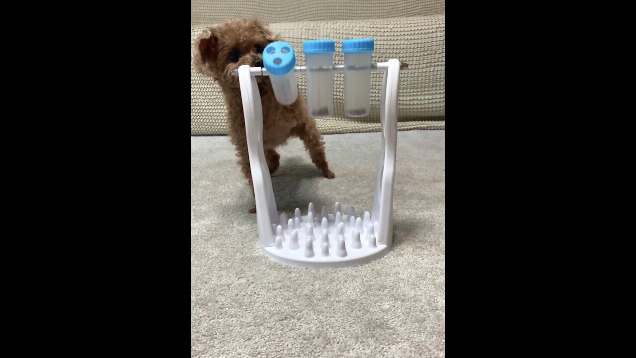 A puppy playing with a Food toy