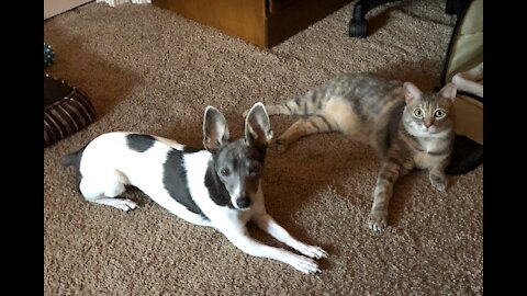 Dynamic Duo