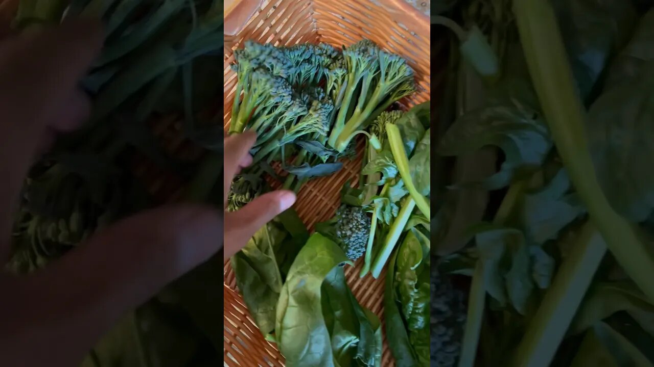 OUR 1st 🥦 HARVEST #fy #foryou #harvest #gardening #broccoli #healthy #homestead #farmtotable