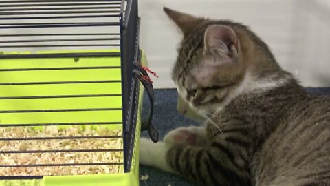 Watching the Hamsters Makes Me Fall Asleep