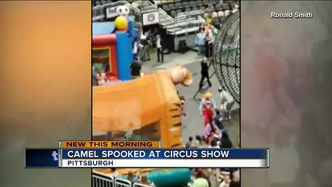 Spooked camel bucks while being ridden at circus, injuring 7 in Pittsburgh